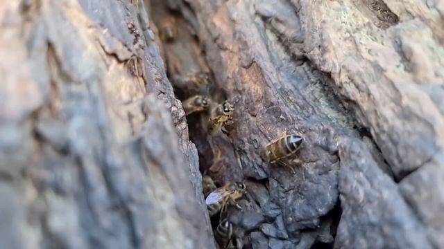 ЗАКОН О ПЧЕЛОВОДСТВЕ ВСТУПАЕТ В СИЛУ! смотреть онлайн