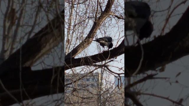 Вороне бок послал