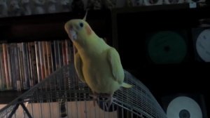 Попугай корелла чирикает