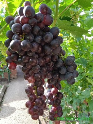 Виноградник 9.08.21г