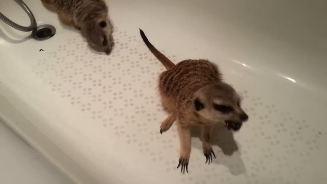 Сурикачье лакомство смотреть онлайн