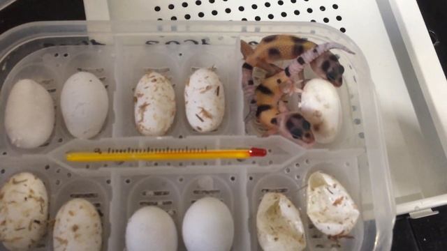 Инкубирование яйц эублефаров смотреть онлайн