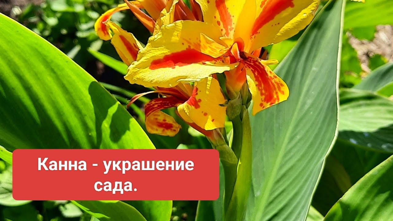 Канна. Достала канну из подвала