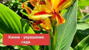 Канна. Достала канну из подвала