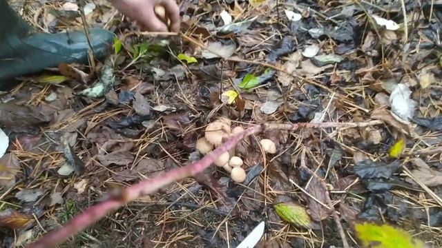 Грибы #грибы #опята #погрибы #грибники старое место, вырубка смотреть онлайн