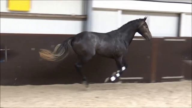 Lot 27 King Cornet - Brightwells Addington Elite Sale Saturday 18th August 2018 смотреть онлайн