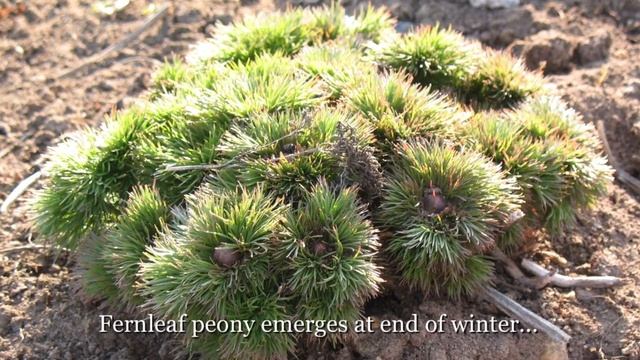 Fina Gardens Peonies смотреть онлайн