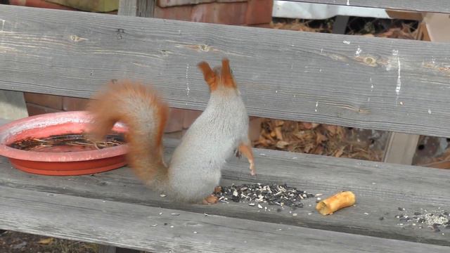 А Муся слушает, да ест (самая взрослая наша белка). #белка смотреть онлайн