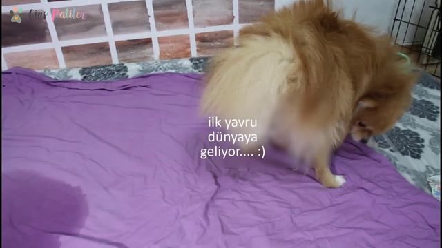 Köpek Doğum Anı, Evde Köpek Doğumu, Pomeranian Köpeğimiz Doğurdu (puppy)
