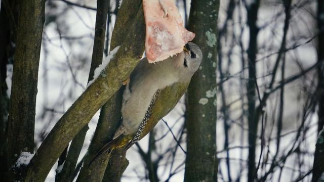Grey-headed Woodpecker. Picus Canus. Седоголовый Дятел. смотреть онлайн
