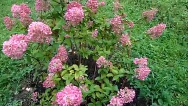 Как моя гортензия меняла цвет за весь период цветения. Поливала квасом и раствором марганцовки. смотреть онлайн