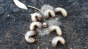 Проволочник и хрущ уходят осенью на глубину и не вредят? Не смешите мои тапки! Они жрут сидераты!