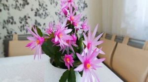 Как пересадить декабрист дома в новый горшок