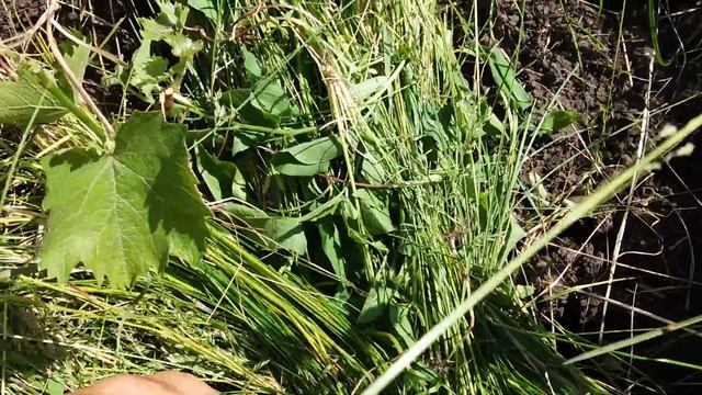 Посадка винограда/ как ведет себя саженец винограда притенённый смотреть онлайн