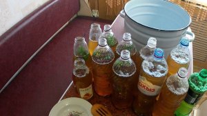 Квас из берёзового сока в домашних условиях. Квас на мёде, сушёном боярышнике, шиповнике.