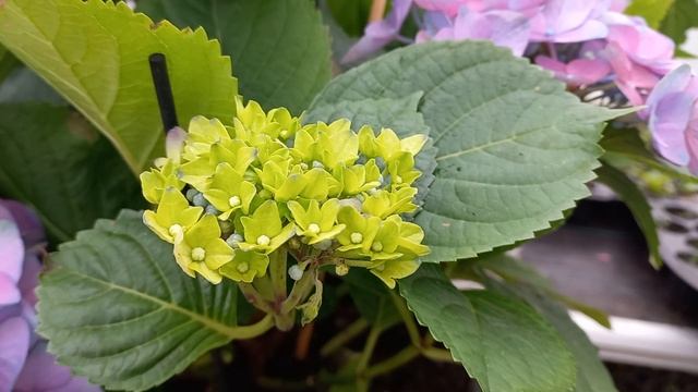 Гортензия  ,,ERLLI BLUE