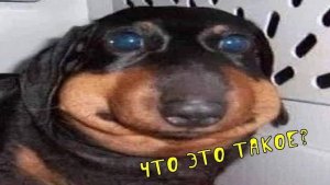 ЛУЧШИЕ МЕМЫ на Rutube | ЗАСМЕЯЛСЯ проиграл #3