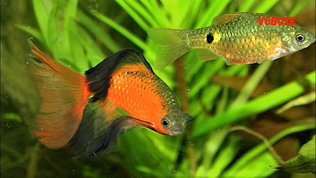 Барбус Огненный. Содержание, разведение, совместимость, чем кормить смотреть онлайн
