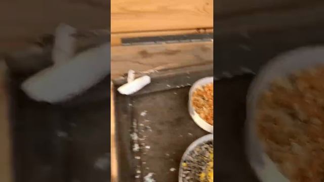 Кормление диких птиц (Щеглы, Щуры, Урагусы и тд. смотреть онлайн