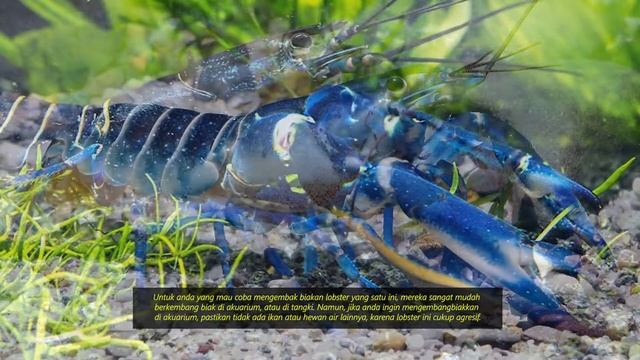 6 jenis lobster dan peluang bisnis смотреть онлайн