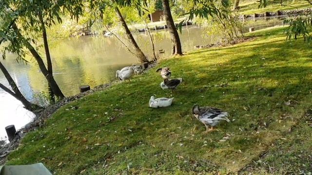 Гуси и Черные Утки / ЯУЗА смотреть онлайн