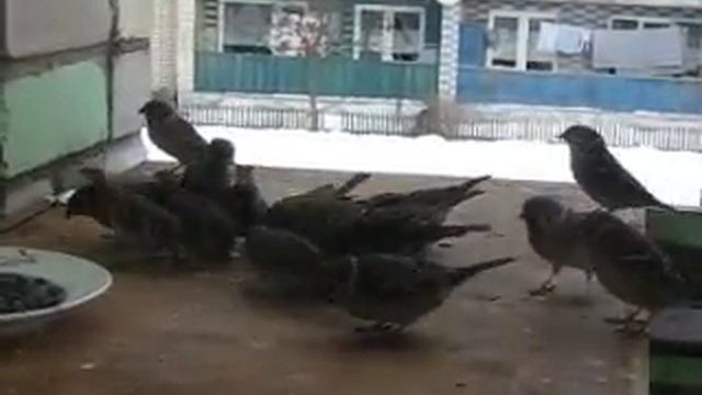 Воробьи клюют. смотреть онлайн