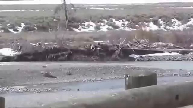 Волк против оленя смотреть онлайн