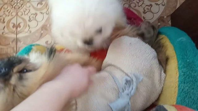 Халатики-помпони для собак своїми руками смотреть онлайн