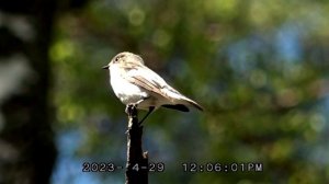 Мухоловка пеструшка пения / самый лучший певец / голос мухоловка - пеструшка / голоса птиц