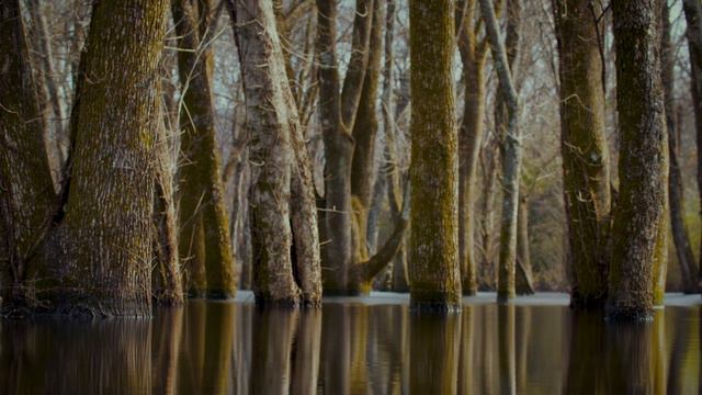 Relaxing Piano Music Autumn nature: Sad Music, Beautiful Relaxing Music, Sleep Music, Stress Relief смотреть онлайн