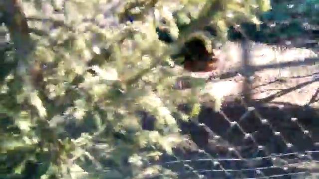 Питерский ЗООПАРК смотреть онлайн