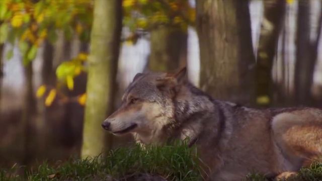 Волк пришел в городскую больницу! Вы не поверите, когда узнаете зачем смотреть онлайн