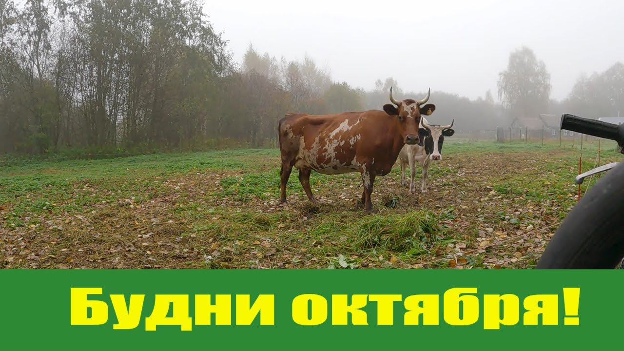 Отличные деревенские деньки УЖЕ октября и небольшое объявление! смотреть онлайн