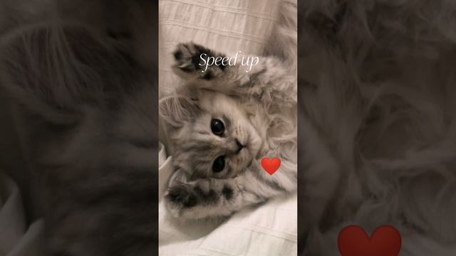 покажи мне (Давид туров, Женя Лизогуб, Фрося) speed up смотреть онлайн