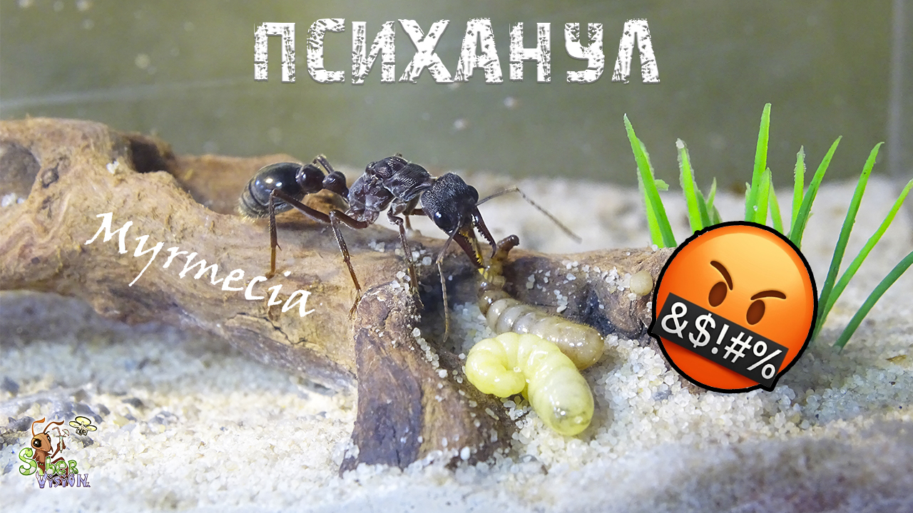 Хотел разнести формикарий ● Myrmecia pyriformis смотреть онлайн