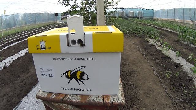 О шмелях фирмы Koppert, часть 1 смотреть онлайн