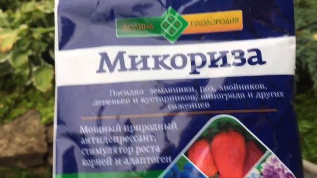 ГОРТЕНЗИИ И ВЕРЕСКИ отличное соседство.ПОСАДКА ВЕРЕСКОВ.ЧТО ТАКОЕ МИКОРИЗА .СОСТАВ ГРУНТА.