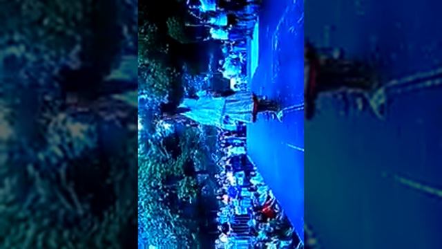 Michel telo _ i seo te pego school chor�graphie смотреть онлайн