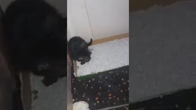 Как приучить котенка к туалету!) смотреть онлайн