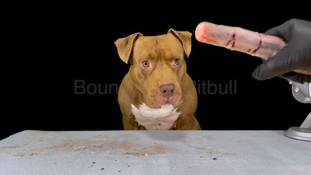 Dog MUKBANG Pitbull Eating Raw Beef Meat Parts смотреть онлайн