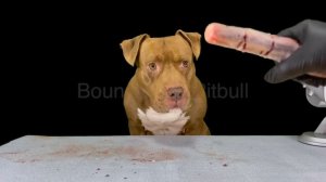 Dog MUKBANG Pitbull Eating Raw Beef Meat Parts