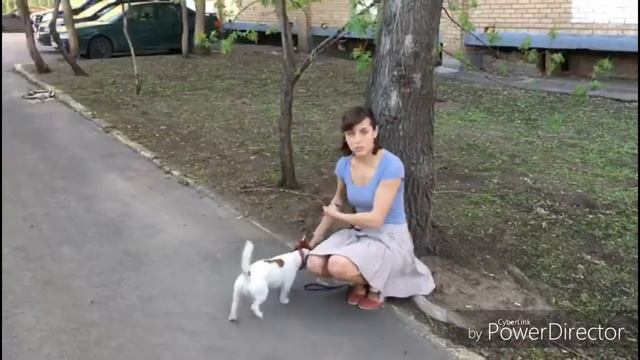 Всеми любимый Джек рассел терьер Манго. Ручки и коленочки. Все очень просто! Маша Покер смотреть онлайн