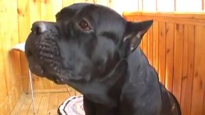 Говорящая кане-корсо