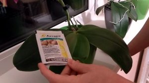 Вредители орхидей подуры, ногохвостки