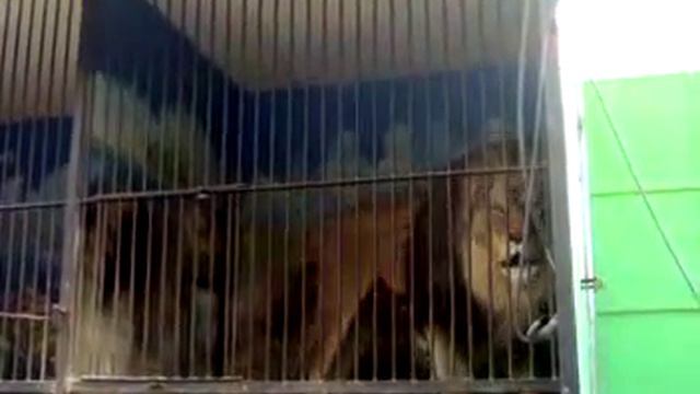 Африканский лев в зоопарке смотреть онлайн