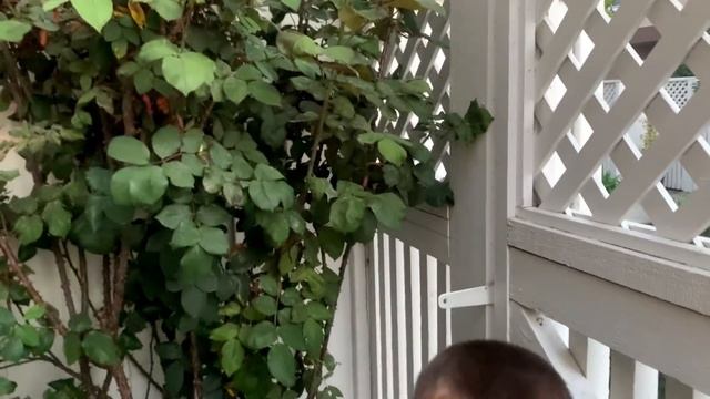 США Обычный день /Разбор заказов/Покупки/Что с часами/Наш огород смотреть онлайн