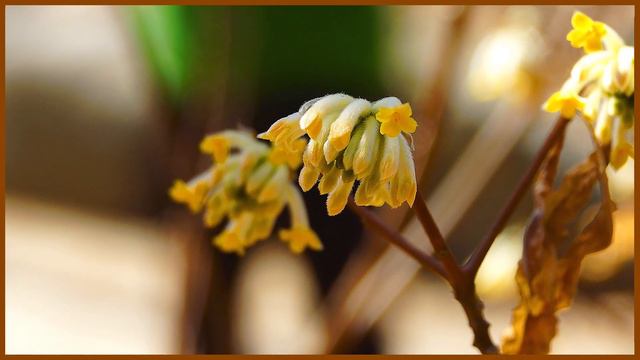 야생화의신비 87편 삼지닥나무 #꽃말: 당신을 맞이합니다.#학명: Edgeworthia chrysantha Lindl.#분류: 팥꽃나무목, 팥꽃나무과, 삼지닥나무속 смотреть онлайн
