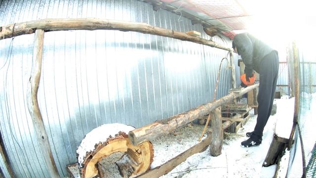 Ручные фазаны. Глажу самца фазана охотничьего обыкновенного. Кормлю фазана с рук мокрицами смотреть онлайн