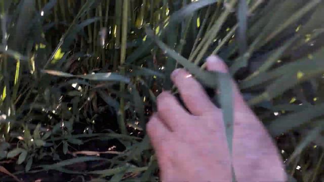 10 мая ячмень 2 миллиона начало колошения. смотреть онлайн