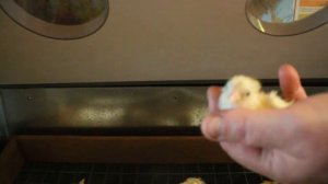 СКОЛЬКО ПО ВРЕМЕНИ ДЕРЖАТЬ ЦЫПЛЯТ В ИНКУБАТОРЕ.